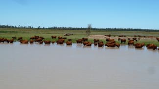Rural / Farming commercial property sold at . CATTLE GRAZING PROPERTY . Moonie QLD 4406