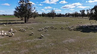 Rural / Farming commercial property for sale at 987 Boorr Hills Road Parkes NSW 2870 Rural / Farming commercial property for sale at 987 Boorr Hills Road Parkes NSW 2870
