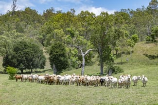 Rural / Farming commercial property sold at Lot 3 Lake Manchester Road Lake Manchester QLD 4306