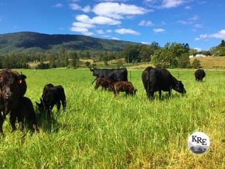 Rural / Farming commercial property sold at Lot 48 Back Creek Road Kyogle NSW 2474 Rural / Farming commercial property sold at Lot 48 Back Creek Road Kyogle NSW 2474