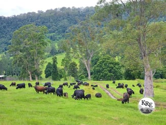 Rural / Farming commercial property sold at 807 Tunglebung Road - Tunglebung Casino NSW 2470 Rural / Farming commercial property sold at 807 Tunglebung Road - Tunglebung Casino NSW 2470