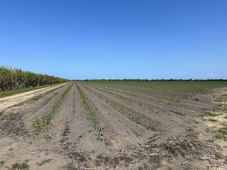 Rural / Farming commercial property for sale at Lot 1 Davidson Road & Henry Road Euramo QLD 4854