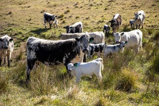 Rural / Farming commercial property sold at 599 Oaklands Road Yarrowitch NSW 2354