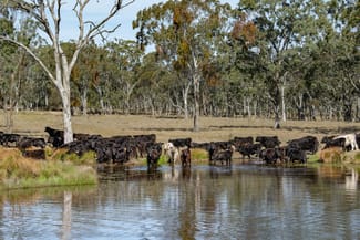 Rural / Farming commercial property sold at 306A Geyers Road Tenterfield NSW 2372 Rural / Farming commercial property sold at 306A Geyers Road Tenterfield NSW 2372