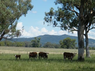 Rural / Farming commercial property sold at 528 Werris Creek Road Quirindi NSW 2343