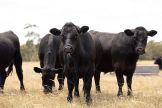 Rural / Farming commercial property sold at 5035 Kaniva-Edenhope Road Ozenkadnook VIC 3413 Rural / Farming commercial property sold at 5035 Kaniva-Edenhope Road Ozenkadnook VIC 3413