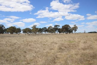 Rural / Farming commercial property sold at 1234 Lucindale Road Naracoorte SA 5271