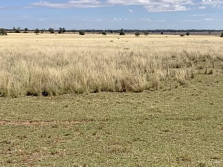Rural / Farming commercial property sold at 602 Eumungerie Road Narromine NSW 2821 Rural / Farming commercial property sold at 602 Eumungerie Road Narromine NSW 2821