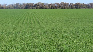Rural / Farming commercial property for sale at 18833 Gore Highway Goondiwindi QLD 4390 Rural / Farming commercial property for sale at 18833 Gore Highway Goondiwindi QLD 4390