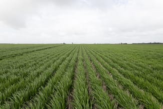 Rural / Farming commercial property sold at Donald Murtoa Road Kewell VIC 3390