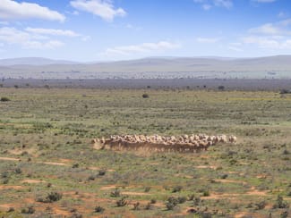 Rural / Farming commercial property sold at 'Liddons' Gillies Road Ucolta SA 5422