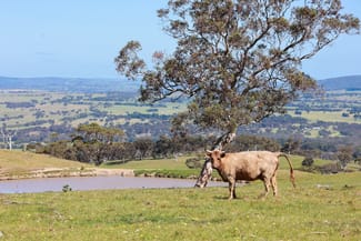 Rural / Farming commercial property sold at 395 Crows Nest Road Port Elliot SA 5212 Rural / Farming commercial property sold at 395 Crows Nest Road Port Elliot SA 5212