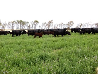 Rural / Farming commercial property for sale at 252 Jabez Williams Road Meningie SA 5264 Rural / Farming commercial property for sale at 252 Jabez Williams Road Meningie SA 5264