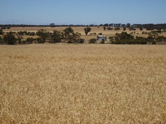 Rural / Farming commercial property sold at Bolts Road Wagin WA 6315 Rural / Farming commercial property sold at Bolts Road Wagin WA 6315