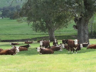 Rural / Farming commercial property sold at 248 Sheans Creek Road Sheans Creek VIC 3666 Rural / Farming commercial property sold at 248 Sheans Creek Road Sheans Creek VIC 3666