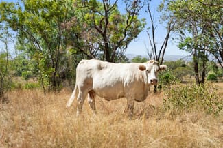 Rural / Farming commercial property sold at 2680/722 Mount Kent Boundary Road Nobby QLD 4360
