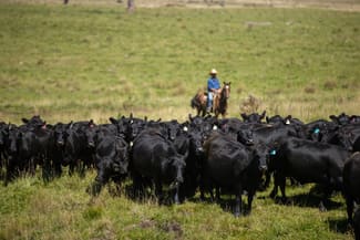 Rural / Farming commercial property sold at 1006 Green Hills Road Guyra NSW 2365 Rural / Farming commercial property sold at 1006 Green Hills Road Guyra NSW 2365