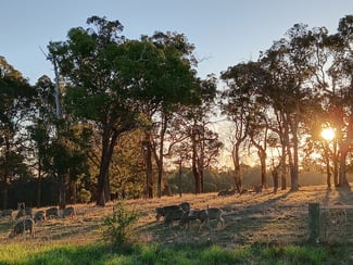 Rural / Farming commercial property sold at 252 Jamieson Road Capel WA 6271 Rural / Farming commercial property sold at 252 Jamieson Road Capel WA 6271