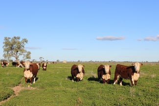 Rural / Farming commercial property for sale at 1378 Keewong Lane Coonamble NSW 2829 Rural / Farming commercial property for sale at 1378 Keewong Lane Coonamble NSW 2829