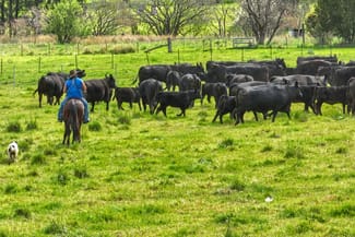 Rural / Farming commercial property sold at 650 Donalds Creek Road Scone NSW 2337 Rural / Farming commercial property sold at 650 Donalds Creek Road Scone NSW 2337