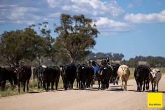 Rural / Farming commercial property sold at "Karoola" 651 Karoola Road Inverell NSW 2360