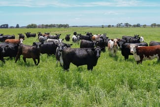 Rural / Farming commercial property for sale at 'Mount View' Occupation Lane Garvoc VIC 3265