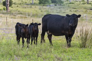 Rural / Farming commercial property for sale at 197 Boodua-Meringandan Road Muniganeen QLD 4352