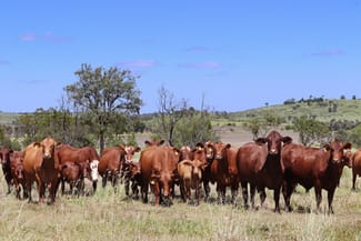 Rural / Farming commercial property for sale at "The Farm" 1282 Semples Road Thangool QLD 4716
