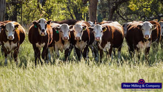 Rural / Farming commercial property for sale at 59 Piambra Road Binnaway NSW 2395 Rural / Farming commercial property for sale at 59 Piambra Road Binnaway NSW 2395