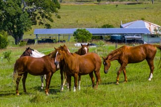 Rural / Farming commercial property for sale at 5608 Bruce Highway Tiaro QLD 4650 Rural / Farming commercial property for sale at 5608 Bruce Highway Tiaro QLD 4650