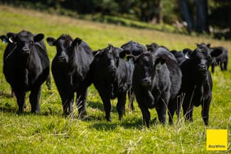 Rural / Farming commercial property for sale at 235 Beaumonts Road Dorrigo NSW 2453