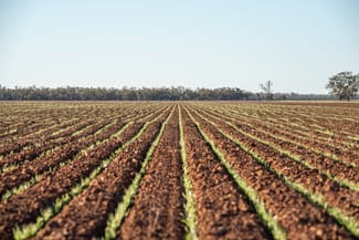 Rural / Farming commercial property for sale at 6210 Carnarvon Highway Thallon QLD 4497