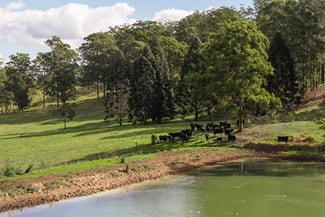 Rural / Farming commercial property for sale at "Mount Albion" 203 Collingwood Road Hampton QLD 4352 Rural / Farming commercial property for sale at "Mount Albion" 203 Collingwood Road Hampton QLD 4352