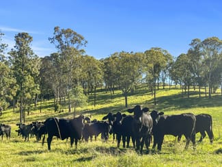Rural / Farming commercial property for sale at 1322 Nukku Mt-Binga Road Mount Binga QLD 4314