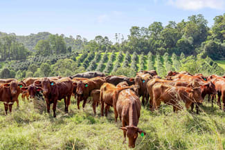 Rural / Farming commercial property for sale at 428 Shadbolt Road Mothar Mountain QLD 4570