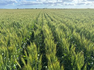Rural / Farming commercial property for sale at 1741 Bunney Road Arrowsmith WA 6525