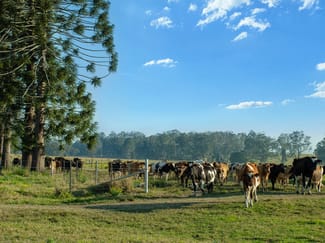 Rural / Farming commercial property for sale at 119 Duck Creek Road Duck Creek NSW 2469 Rural / Farming commercial property for sale at 119 Duck Creek Road Duck Creek NSW 2469