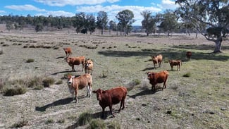 Rural / Farming commercial property for sale at 401 Glenleigh Road Glenleigh QLD 4630