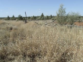 Rural / Farming commercial property sold at Mitchell QLD 4465 Rural / Farming commercial property sold at Mitchell QLD 4465