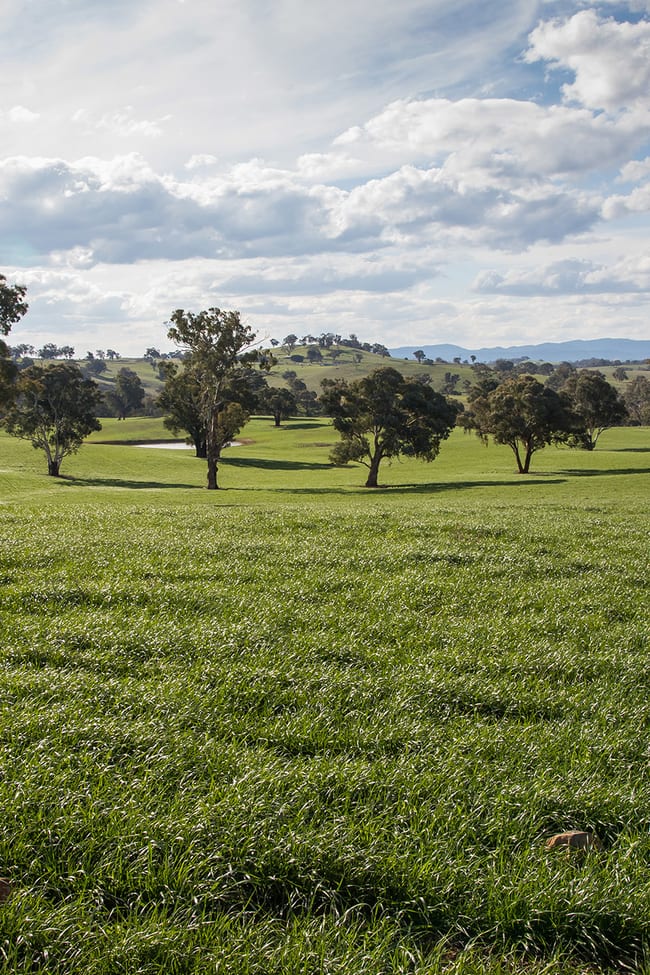 Glenarvon, Burnt Yards Road Mandurama NSW 2792