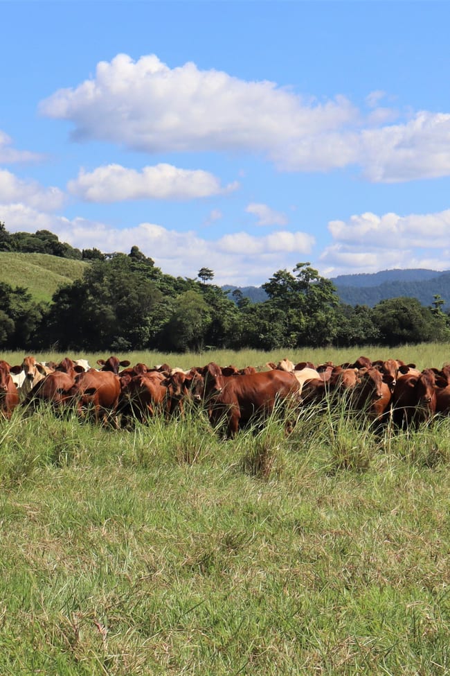 Japoonvale QLD 4856
