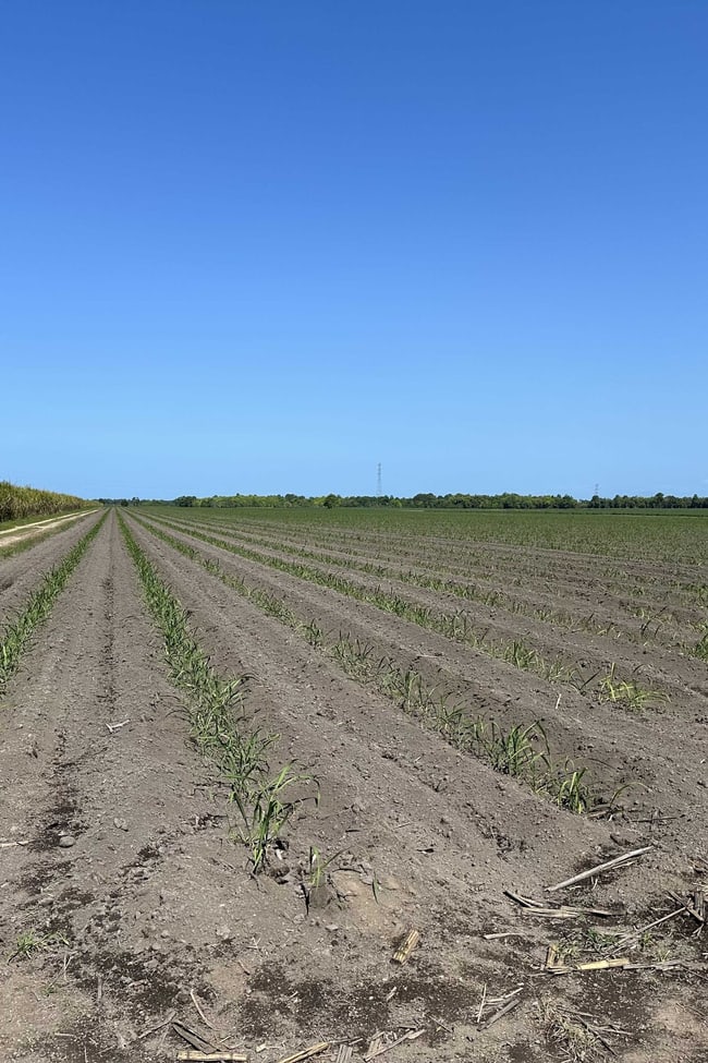 Lot 1 Davidson Road & Henry Road Euramo QLD 4854