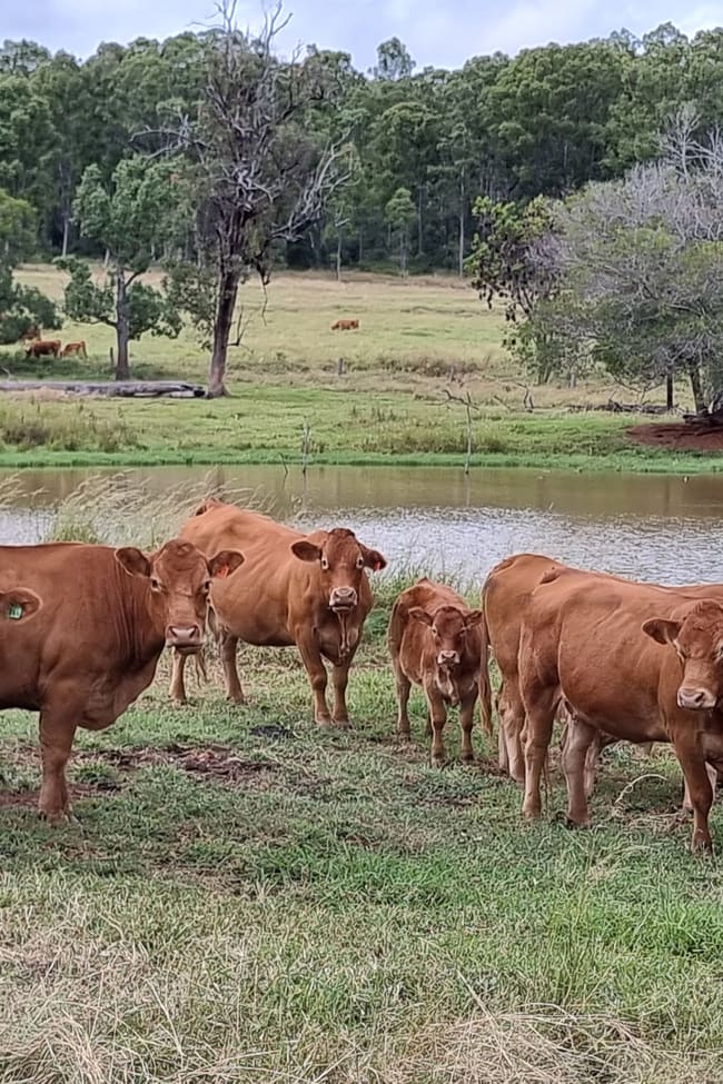 725 Mount Mceuen Road Wondai QLD 4606