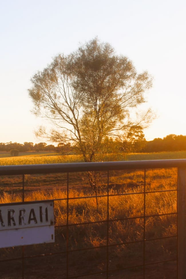 Tandarrah 2396 Boorr Hill Road Trundle NSW 2875