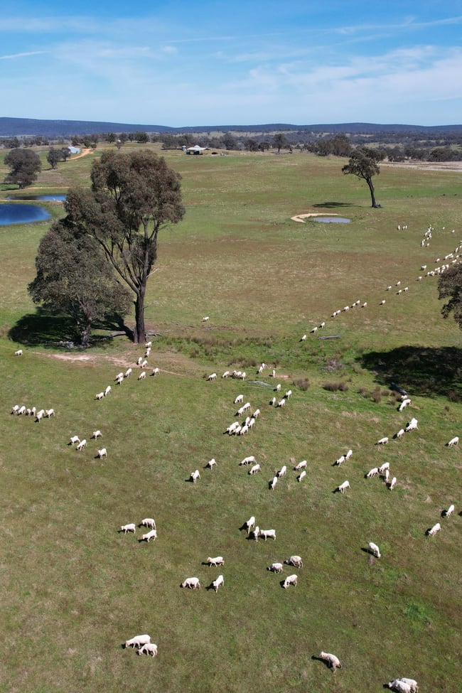 424 Trebane Road Crowther NSW 2803