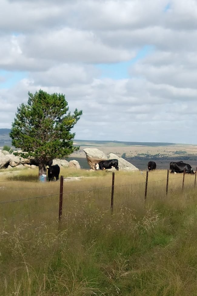 441 Bulgundara Road Dalgety NSW 2628