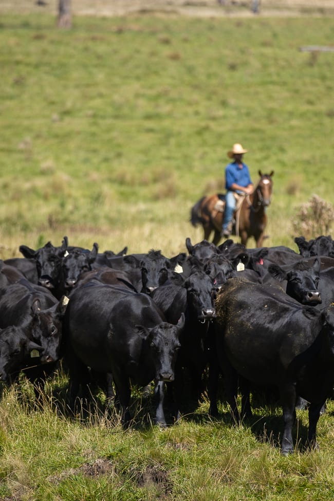 1006 Green Hills Road Guyra NSW 2365