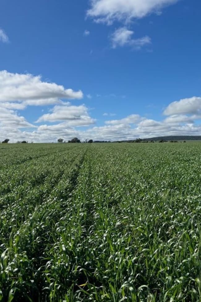 207 Wilgaroi Road Bellata NSW 2397