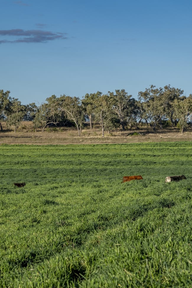 127 Flemings Road Jondaryan QLD 4403