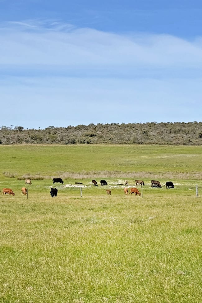 Lt 1 & 3 Paterson Road Monjingup WA 6450